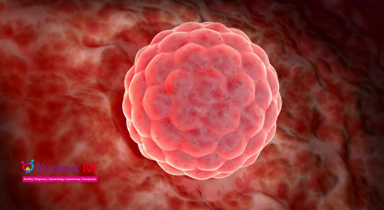 Understanding Blastocyst Grading
